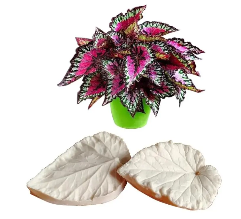 Begonia leaf Veiner