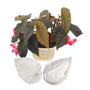 Begonia leaf Veiner