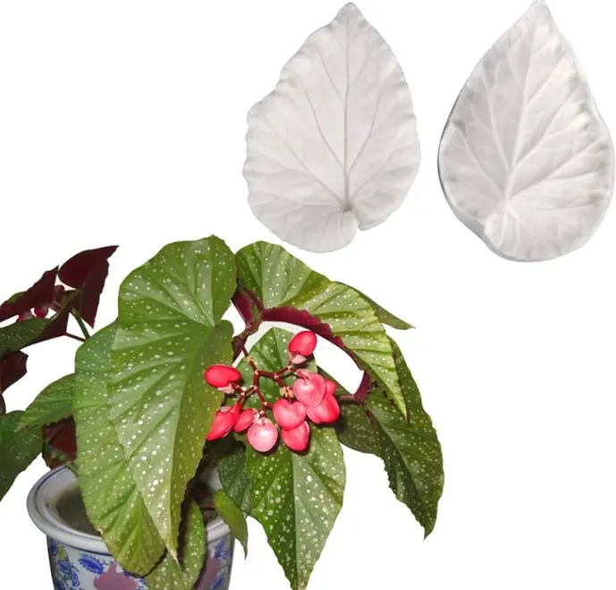 Begonia leaf Veiner