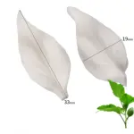 Hibiscus leaf veiner