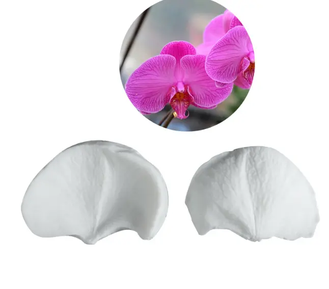 Phalaenopsis Orchid flower Petal veiner