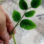 Rose Flower leaf veiner style 4
