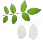 Rose Flower leaf veiner style 4