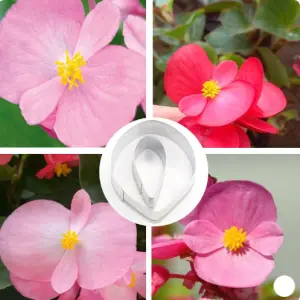 2 Pcs Begonia Semperflorenshybr Sugar craft Stainless Steel Cutter set