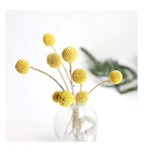 Golden Drumstick Petal Texture Mould