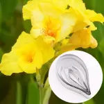 5 Pcs Canna Flower Petal Cutter Set for Fondant & Gumpaste