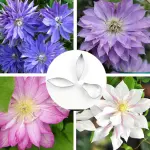 3 Pcs Clematis Petal Flower Cutter Set for Fondant & Gumpaste